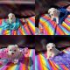 Maltipoo Puppies for sale in Macon, GA, GA, USA. price: $19,002,000