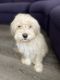 Maltipoo Puppies for sale in Las Vegas, NV, USA. price: $600