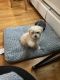 Maltipoo Puppies for sale in Manchester, CT, USA. price: NA
