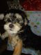 Maltipoo Puppies for sale in Tumtum, WA, USA. price: $1,200