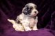 Maltipoo Puppies for sale in Murrieta, CA 92563, USA. price: $800