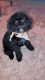 Maltipoo Puppies for sale in San Antonio, TX 78228, USA. price: $1,110