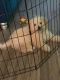 Maltipoo Puppies for sale in Greensboro, NC, USA. price: $1,000