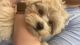 Maltipoo Puppies for sale in Davenport, FL, USA. price: $3,000