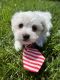 Maltipoo Puppies for sale in San Diego, CA, USA. price: $250,000