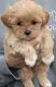 Maltipoo Puppies for sale in Irvine, CA 92614, USA. price: $1,200