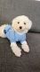 Maltipoo Puppies for sale in Moorpark, CA 93021, USA. price: $1,300