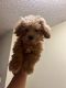 Maltipoo Puppies for sale in Riverside, CA, USA. price: $1,500