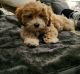 Maltipoo Puppies for sale in Uniondale, NY, USA. price: NA