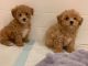 Maltipoo Puppies for sale in Melrose Ave, West Hollywood, CA, USA. price: $680