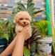 Maltipoo Puppies for sale in Melrose Ave, West Hollywood, CA, USA. price: $600
