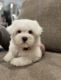 Maltipoo Puppies for sale in Chattanooga, TN, USA. price: $1,000