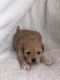 Maltipoo Puppies for sale in Tennessee City, TN 37055, USA. price: $700