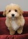 Maltipoo Puppies for sale in Collegeville, PA 19426, USA. price: NA