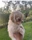 Maltipoo Puppies for sale in Naples, FL, USA. price: $1,250