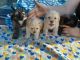 Maltipoo Puppies for sale in Fontana, CA, USA. price: $400
