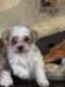 Maltipoo Puppies for sale in Zephyrhills, FL, USA. price: $2,000