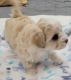 Maltipoo Puppies for sale in Plant City, FL, USA. price: $1,995