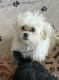 Maltipoo Puppies for sale in Fresno, CA, USA. price: $1,800