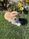 Maltipoo Puppies for sale in San Diego, CA, USA. price: $1,200