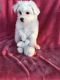 Maltipoo Puppies for sale in Indian Harbour Beach, FL 32937, USA. price: NA