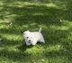 Maltipoo Puppies for sale in Los Angeles, CA 90003, USA. price: $650
