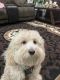 Maltipoo Puppies for sale in Morrisville, NC, USA. price: NA