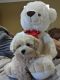 Maltipoo Puppies for sale in Duluth, GA, USA. price: $1,750