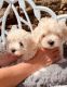Maltipoo Puppies for sale in Seattle, WA, USA. price: $380