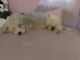 Maltipoo Puppies for sale in Malden, MA 02148, USA. price: $800