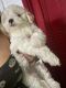 Maltipoo Puppies for sale in Crosby, TX 77532, USA. price: $600
