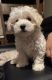 Maltipoo Puppies for sale in Crosby, TX 77532, USA. price: $600
