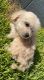 Maltipoo Puppies for sale in San Diego, CA, USA. price: $600