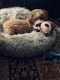 Maltipoo Puppies for sale in Williamsburg, VA, USA. price: $900