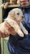 Maltipoo Puppies for sale in Yorktown, VA 23690, USA. price: $1,300