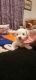 Maltipoo Puppies for sale in Richmond, IN 47374, USA. price: NA