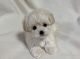 Maltipoo Puppies for sale in Bellflower, CA 90706, USA. price: $550