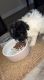 Maltipoo Puppies for sale in Princeton, TX, USA. price: $650