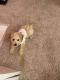 Maltipoo Puppies for sale in Pearland, TX 77584, USA. price: $950