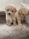 Maltipoo Puppies for sale in Ontario, CA, USA. price: $950