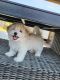 Maltipoo Puppies for sale in Boiling Springs, SC 29316, USA. price: $2,000