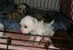 Maltipoo Puppies for sale in Henrico, VA 23294, USA. price: NA