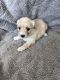 Maltipoo Puppies for sale in Laveen Village, Phoenix, AZ, USA. price: $1,500