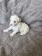 Maltipoo Puppies for sale in Laveen Village, Phoenix, AZ, USA. price: $1,300