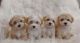 Maltipoo Puppies for sale in Bellflower, CA 90706, USA. price: $600