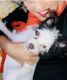 Maltipoo Puppies for sale in Bermuda Dunes, CA 92203, USA. price: NA