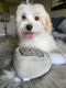 Maltipoo Puppies for sale in 4207 S Dale Mabry Hwy, Tampa, FL 33611, USA. price: $600