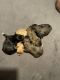 Maltipoo Puppies for sale in Tempe, AZ 85282, USA. price: $15,001,800