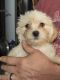 Maltipoo Puppies for sale in Cumberland, MD 21502, USA. price: $500