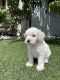 Maltipoo Puppies for sale in Eastvale, CA, USA. price: $400